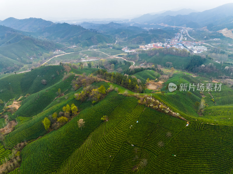 春季雨后清晨河南信阳文新茶村茶田航拍风光