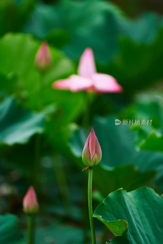 池塘中的荷花