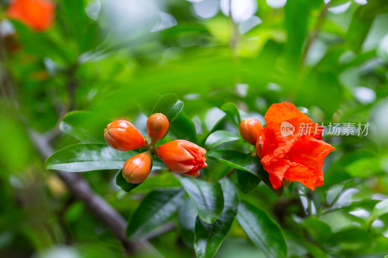 美丽的红色石榴花