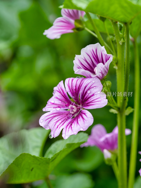 春天的锦葵花朵特写