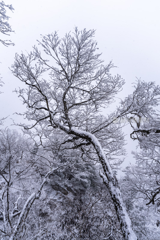 老君山下雪大山森林雾凇景观