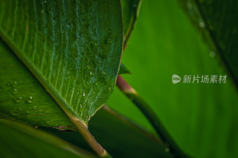 雨后晶莹剔透的绿叶