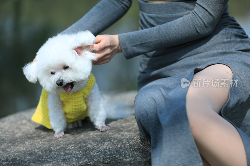 一个人正在给宠物狗比熊犬检查耳朵