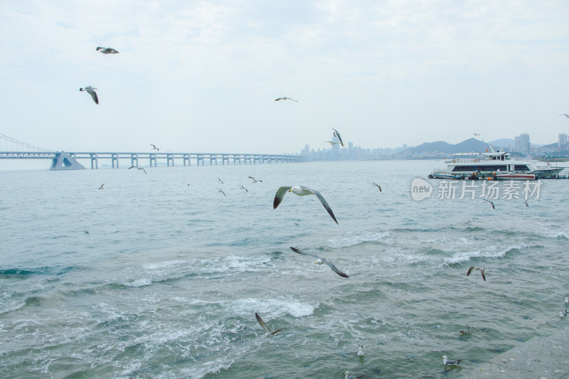 辽宁大连星海湾跨海大桥海鸥飞舞