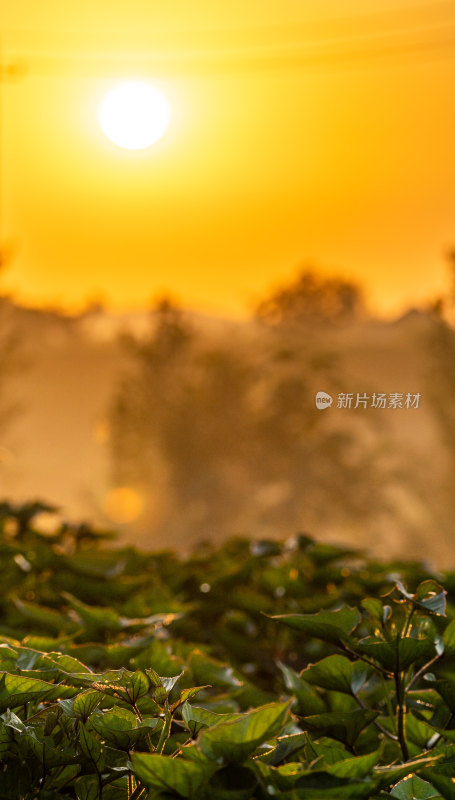 乡村田野日出自然景观