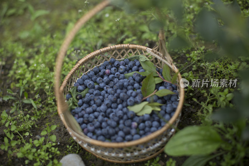 采摘在篮子里的蓝莓