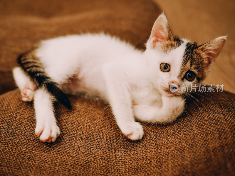 室内自在玩耍的三花小奶猫