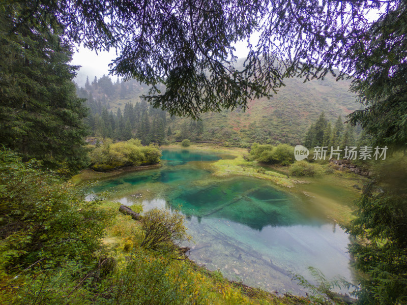 静谧的森林与湖景