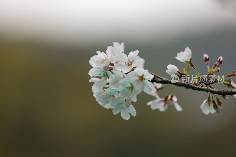 春天盛开的樱花特写