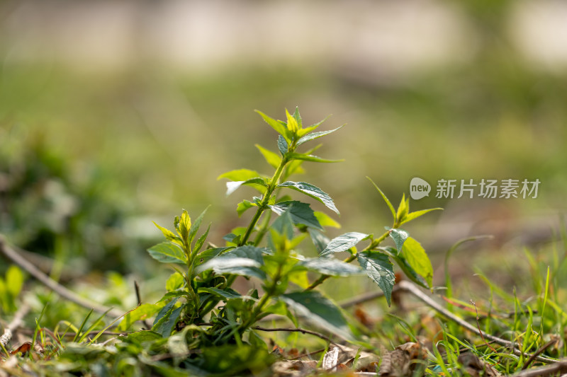 地面新生绿色植物特写