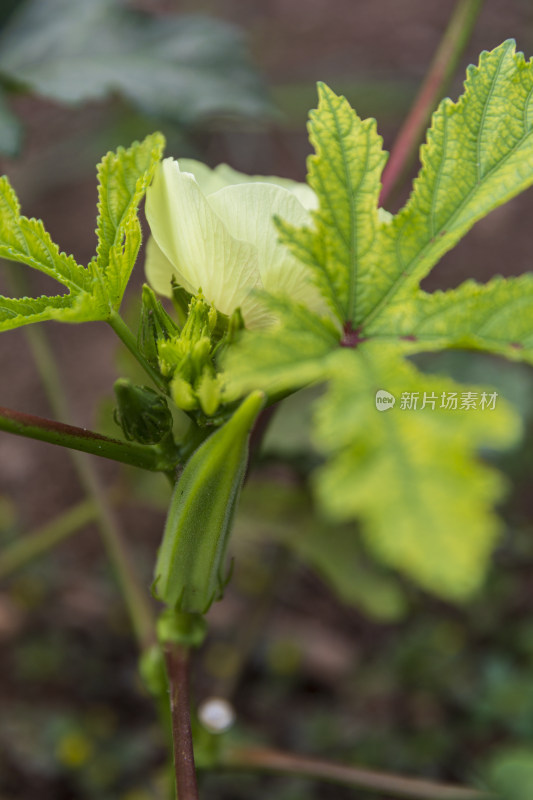 蔬菜园花花草草