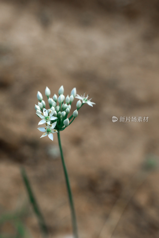 农村地里的韭菜韭菜花