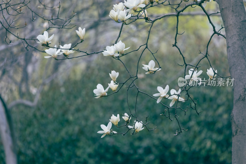 白玉兰花