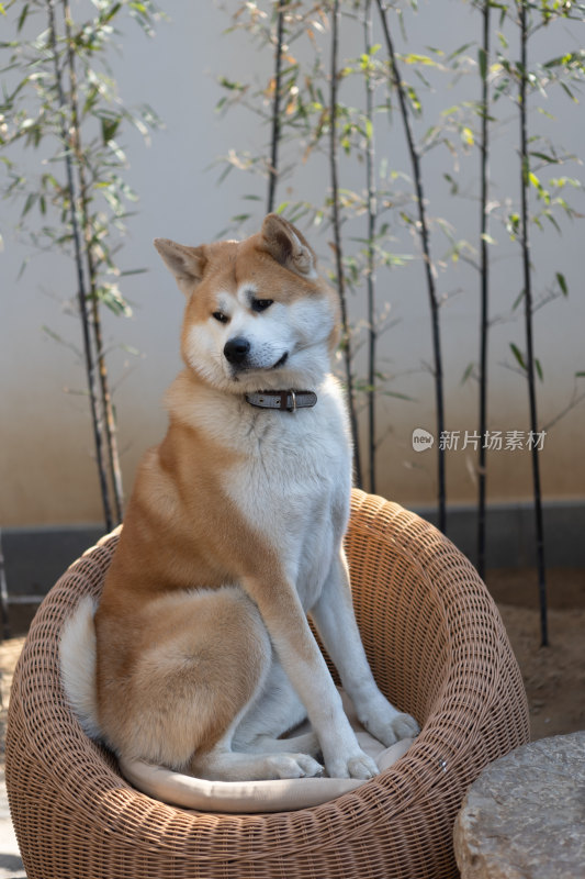 秋田犬特写