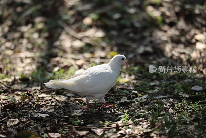 一只在觅食的鸽子