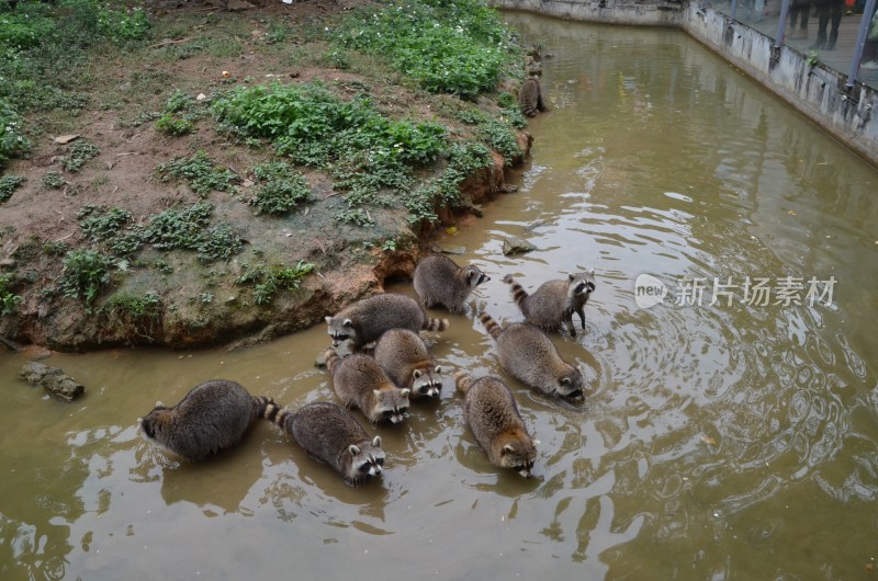 广东东莞：香市动物园小浣熊