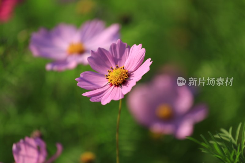 特写粉色格桑花