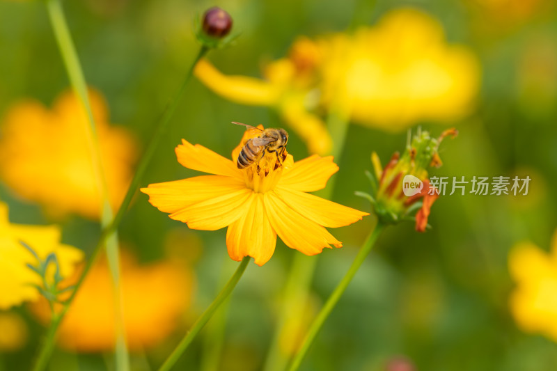 花蕊上的蜜蜂