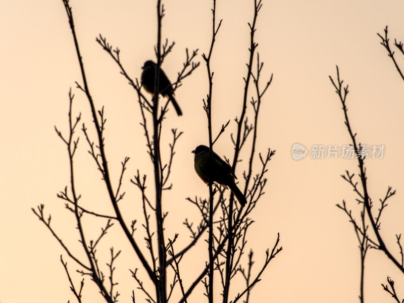 黄昏中树枝上鸟儿的剪影