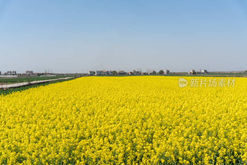 武汉第十届知音故里消泗油菜花花海