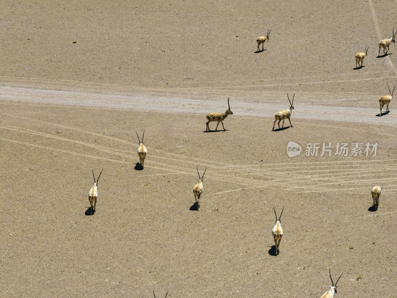 西藏阿里地区无人区荒漠戈壁上的精灵藏羚羊