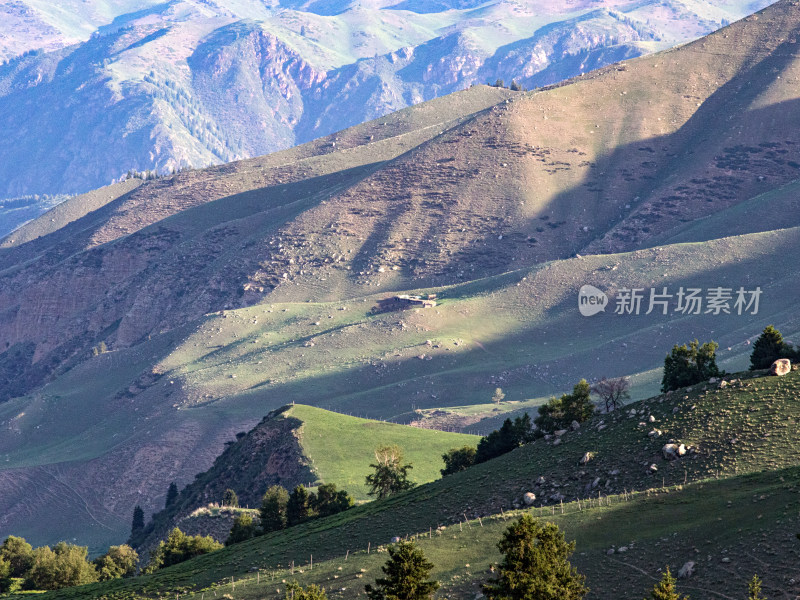 夏天新疆伊犁的草原森林的自然风景