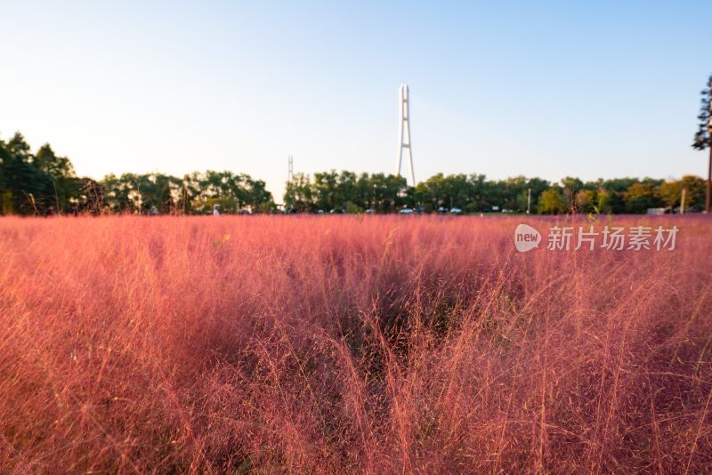 粉黛乱子草