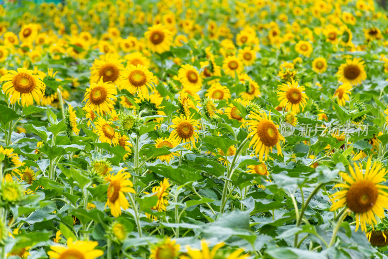 福州花海公园向日葵