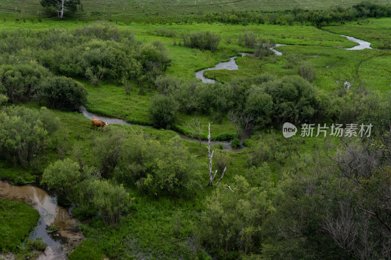 蓝天白云下的沙漠与绿植自然景观