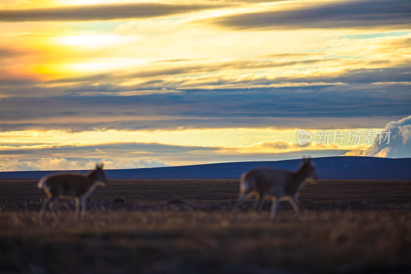 可可西里夕阳下的藏羚羊群