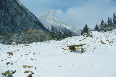 被雪覆盖的山林及山峰景色