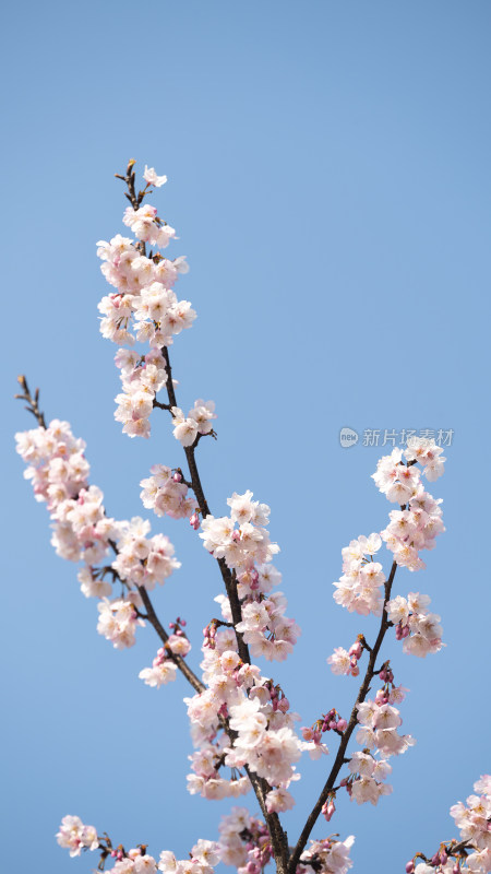 蓝天映衬下的美丽樱花枝