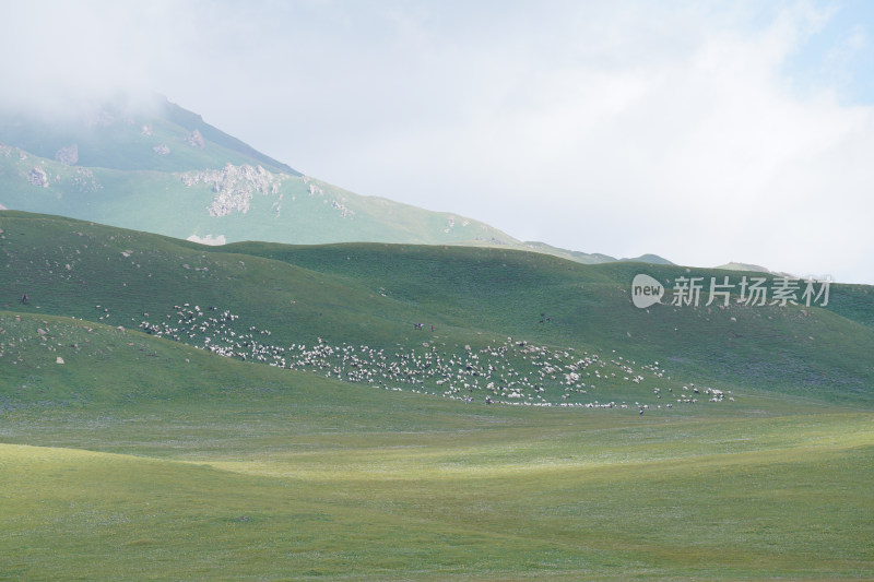 新疆内蒙古草原羊群白绒山羊放牧