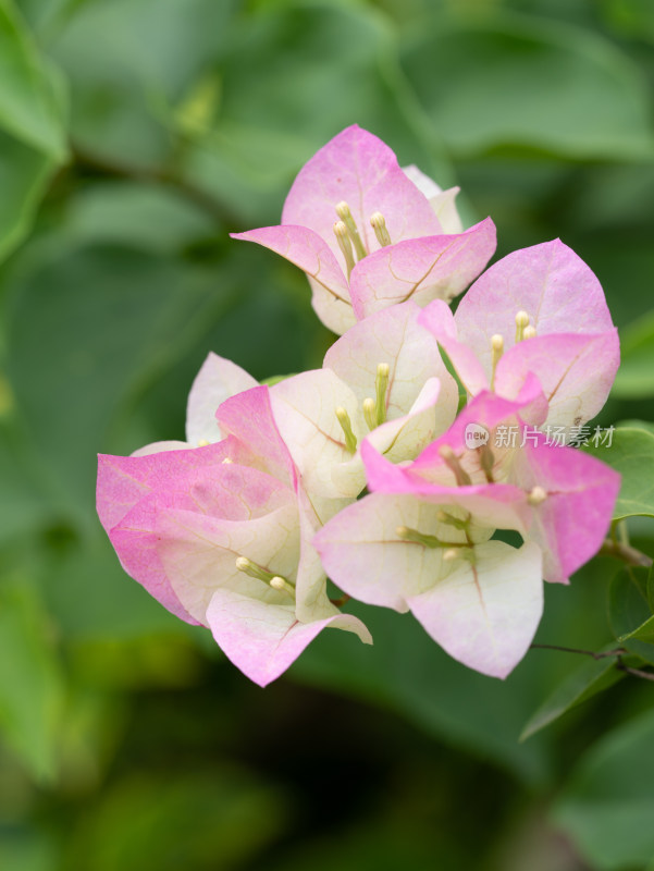 春天的三角梅开花特写