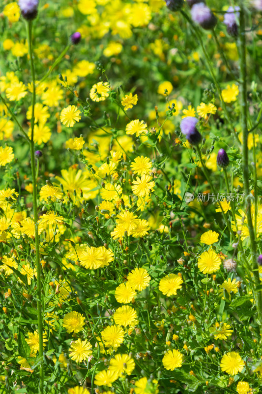 野菊花小黄花小菊花