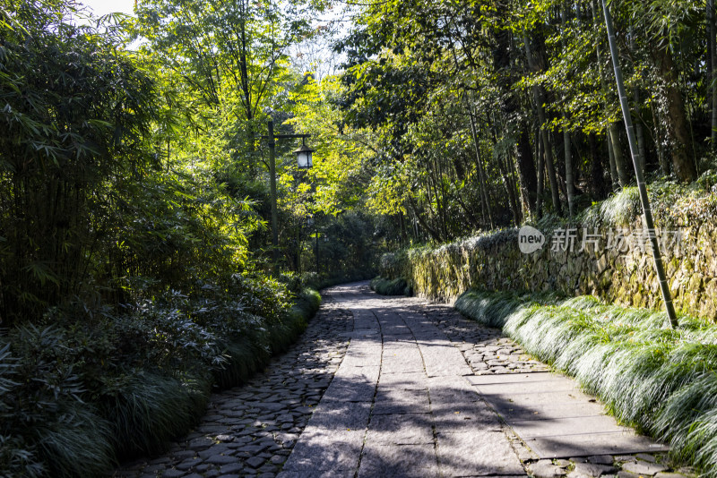 杭州西湖景区森林 林间小路 幽静唯美