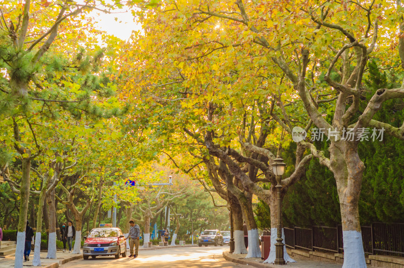 青岛八大关景区，金秋时节的梧桐树叶子变黄