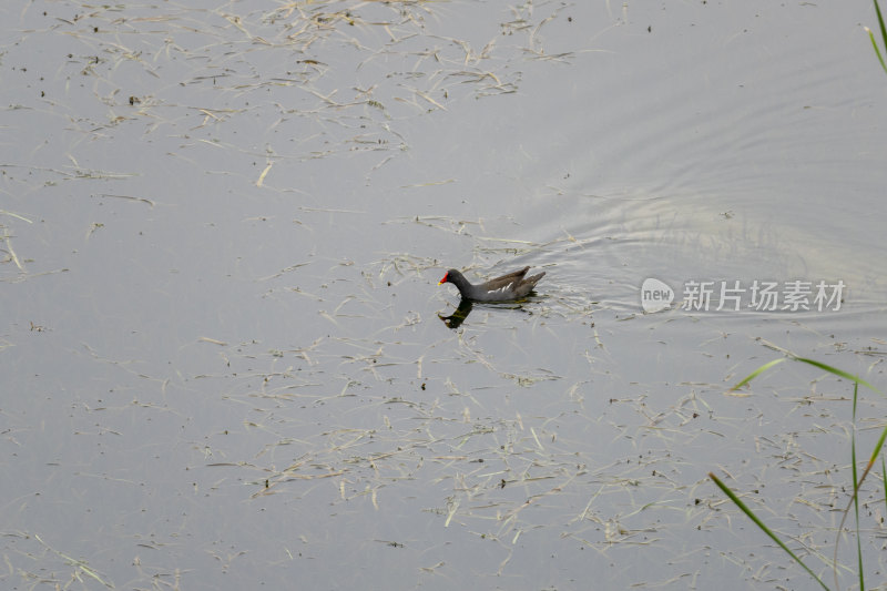 夏天公园湿地湖泊里一只正在觅食的黑水鸡