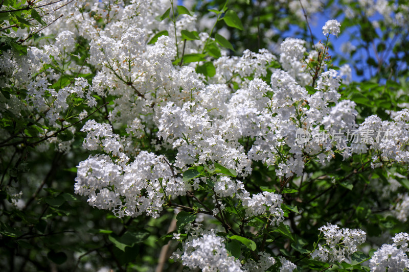 白色丁香花