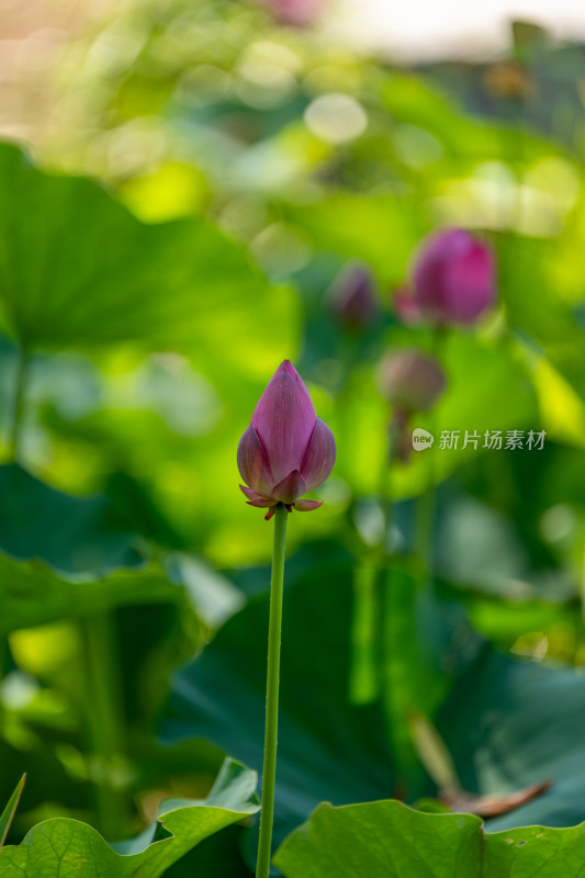 夏天荷花盛开特写