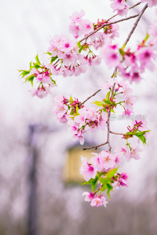 春日樱花季