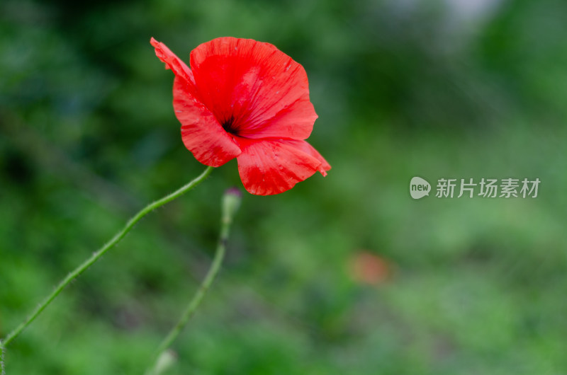 随风飘摇的一朵虞美人花