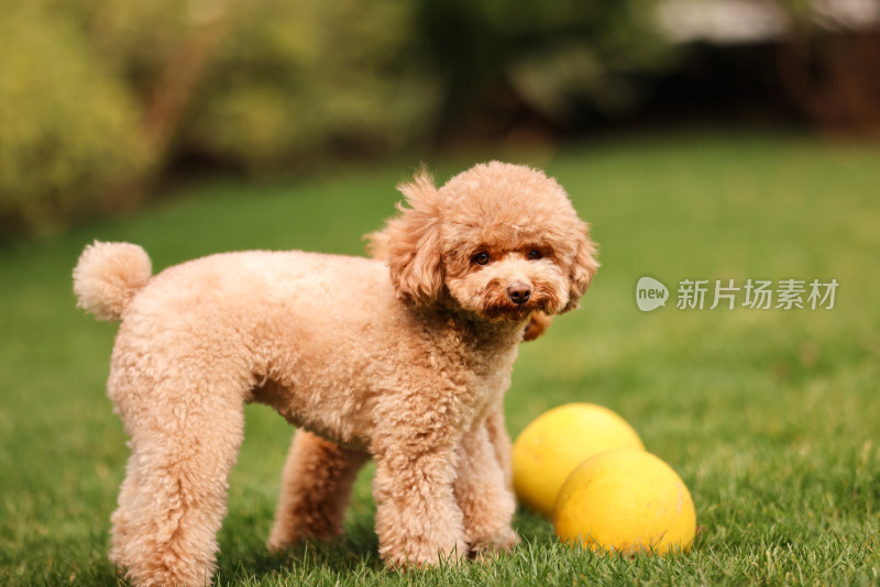 一只草地上玩耍的泰迪犬