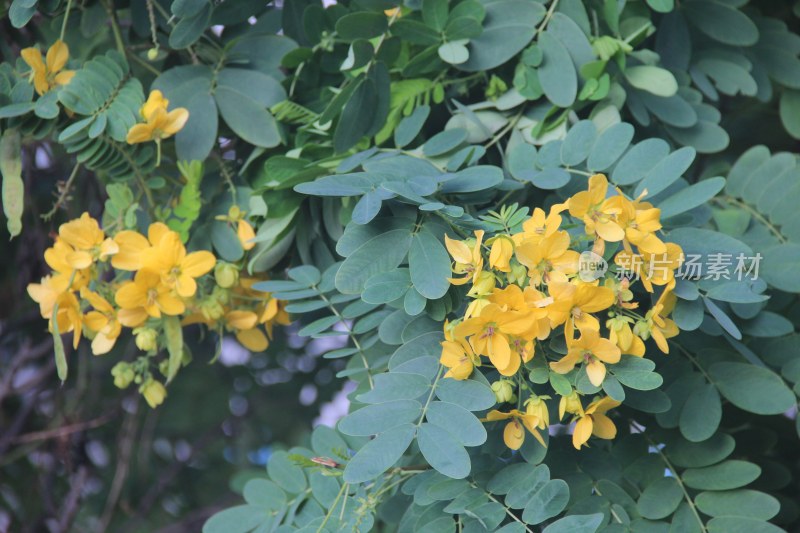 广东东莞：黄槐花开