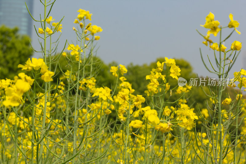 美丽的黄色油菜花田近景特写