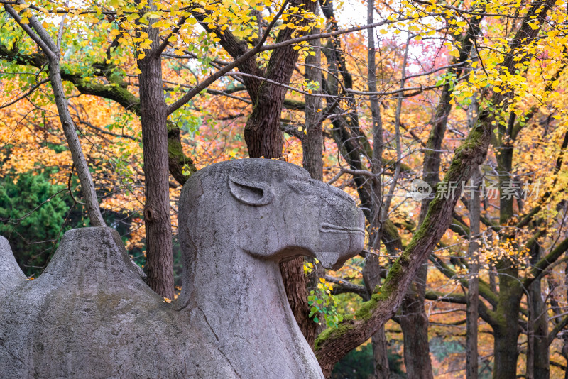 南京钟山风景名胜区明孝陵神道秋景