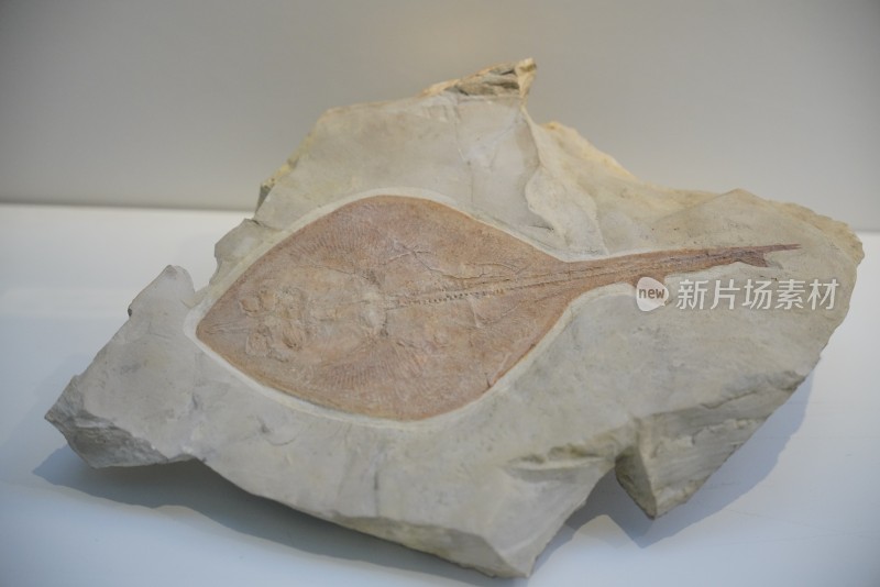 白垩纪魟鲨化石标本