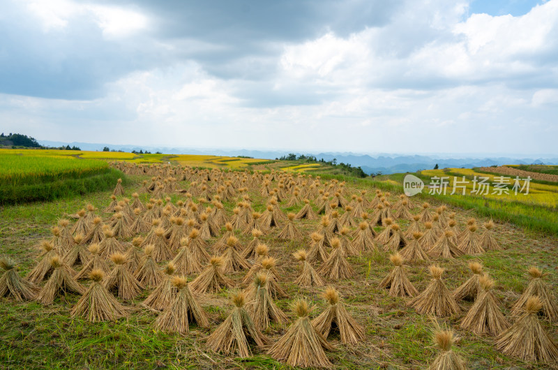 秋天贵阳高坡石门水稻梯田