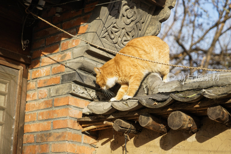 院墙上的流浪猫