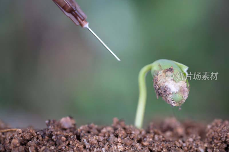 手拿针管准备给绿芽打针